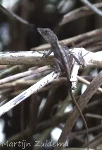 Stekelleguanen [Sceloporus]